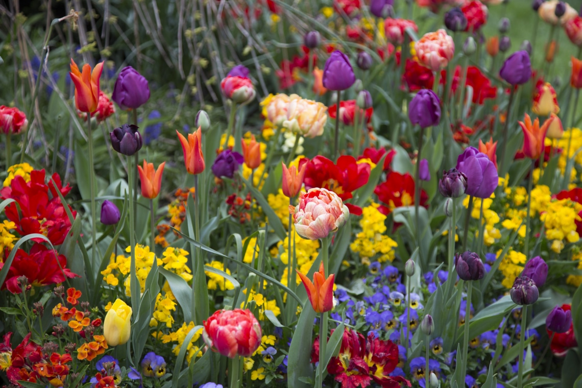 Gyönyörű tulipánfajták, amikkel színt vihetsz a kertbe