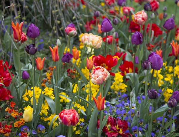 Gyönyörű tulipánfajták, amikkel színt vihetsz a kertbe