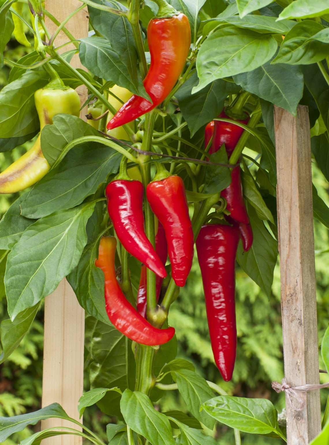 Paprika (Capsicum annuum)