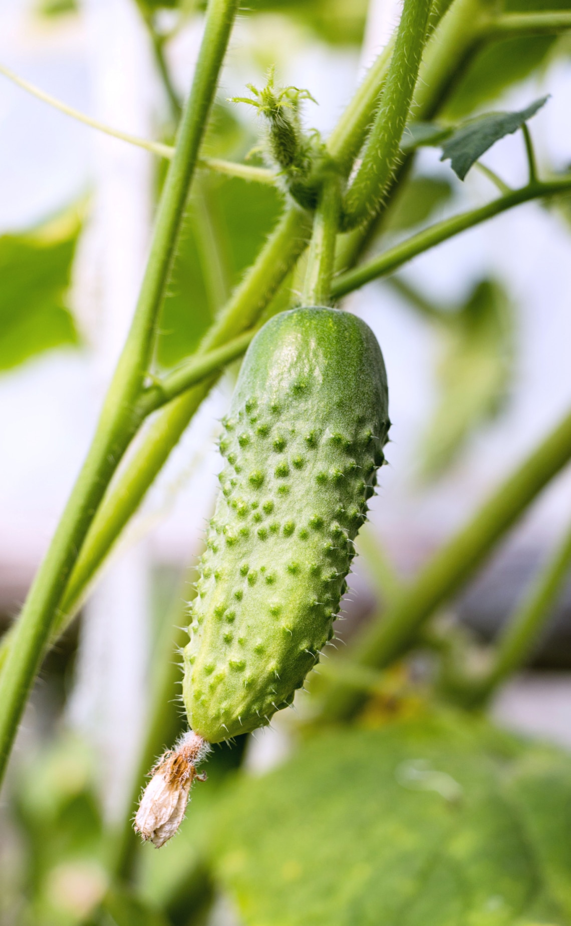 Uborka (Cucumis sativus)