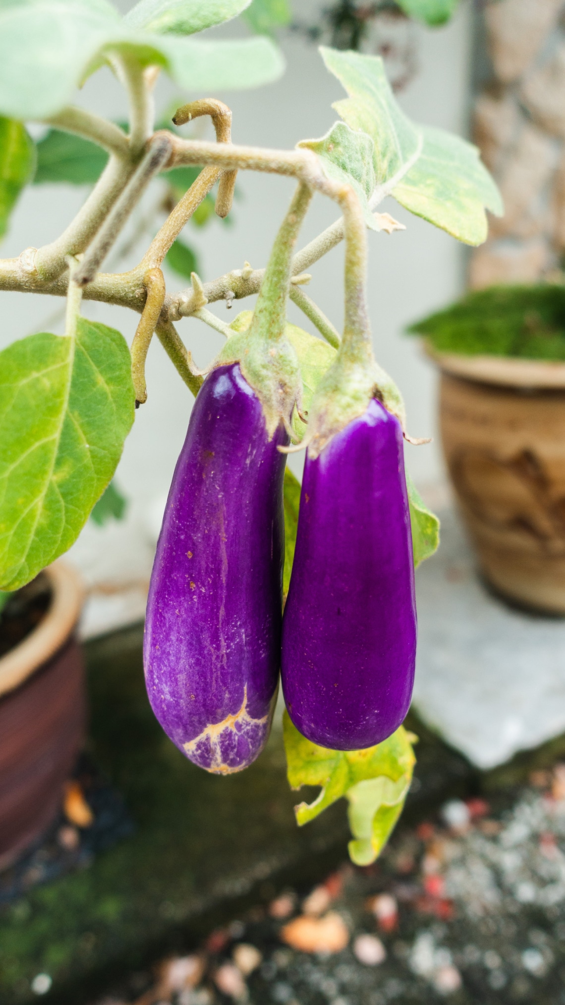 Padlizsán (Solanum melongena)