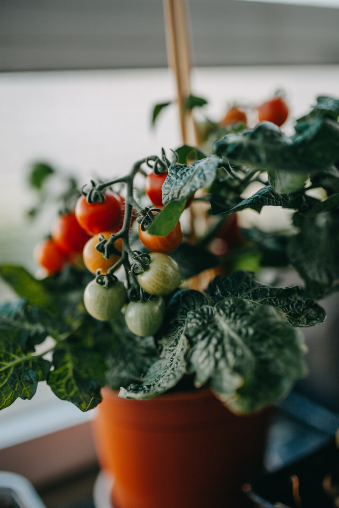 Paradicsom (Solanum lypersicum)