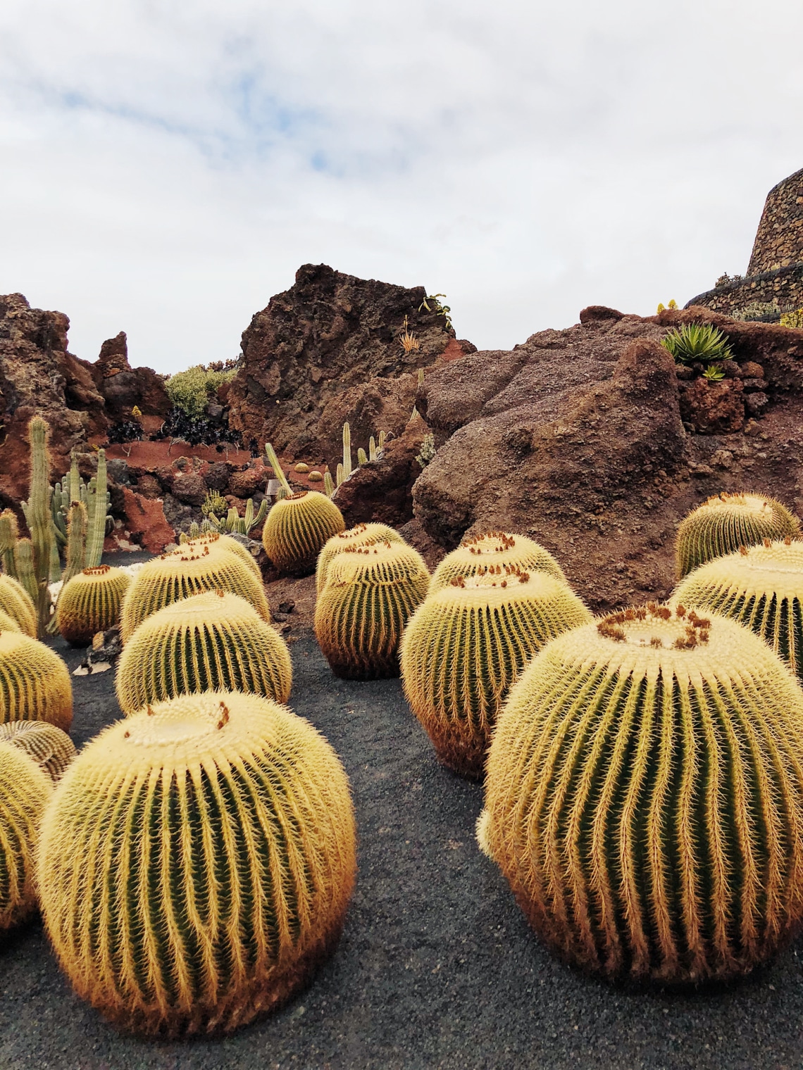 A kaktuszok szerelmeseinek