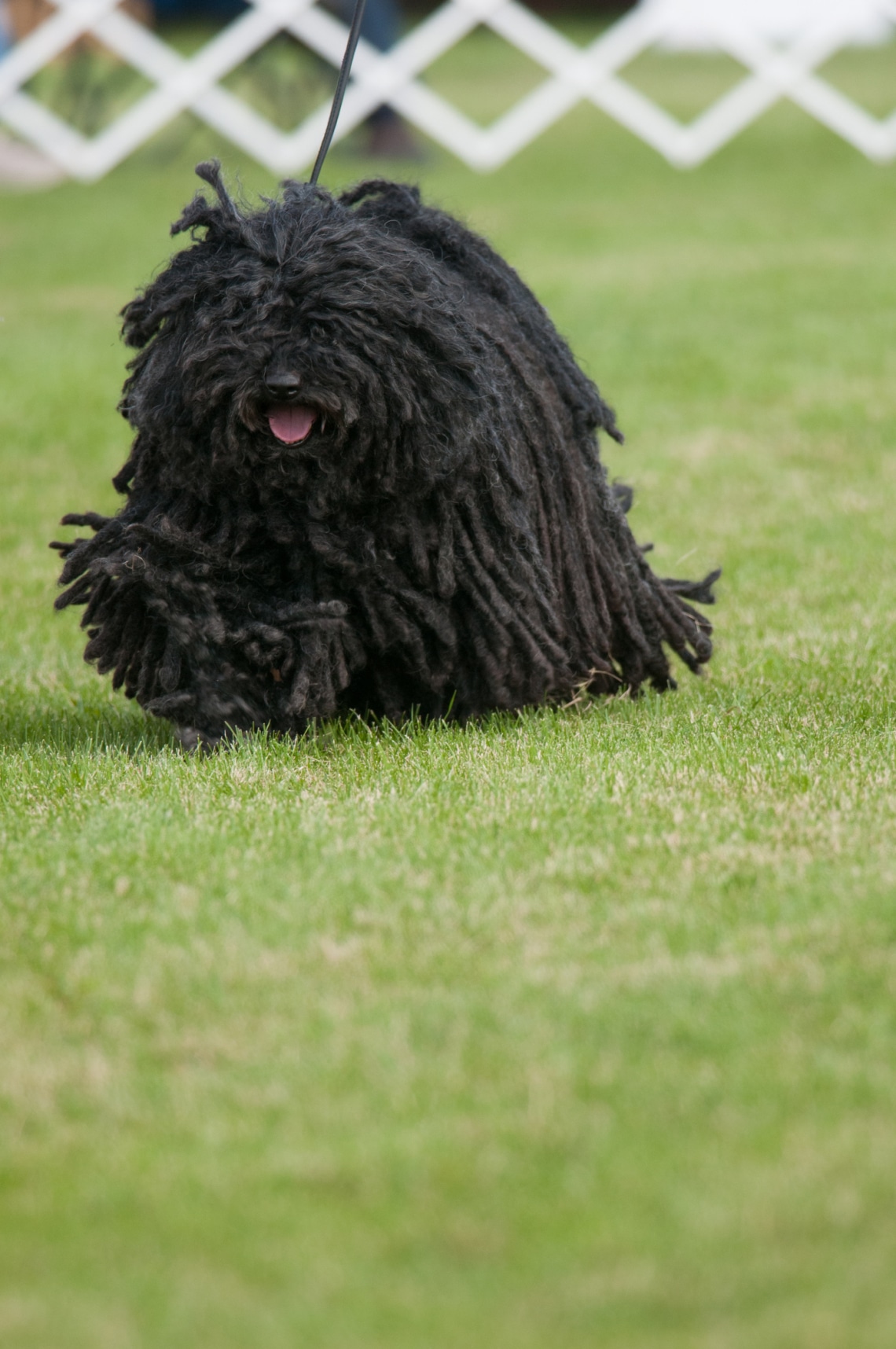 Puli