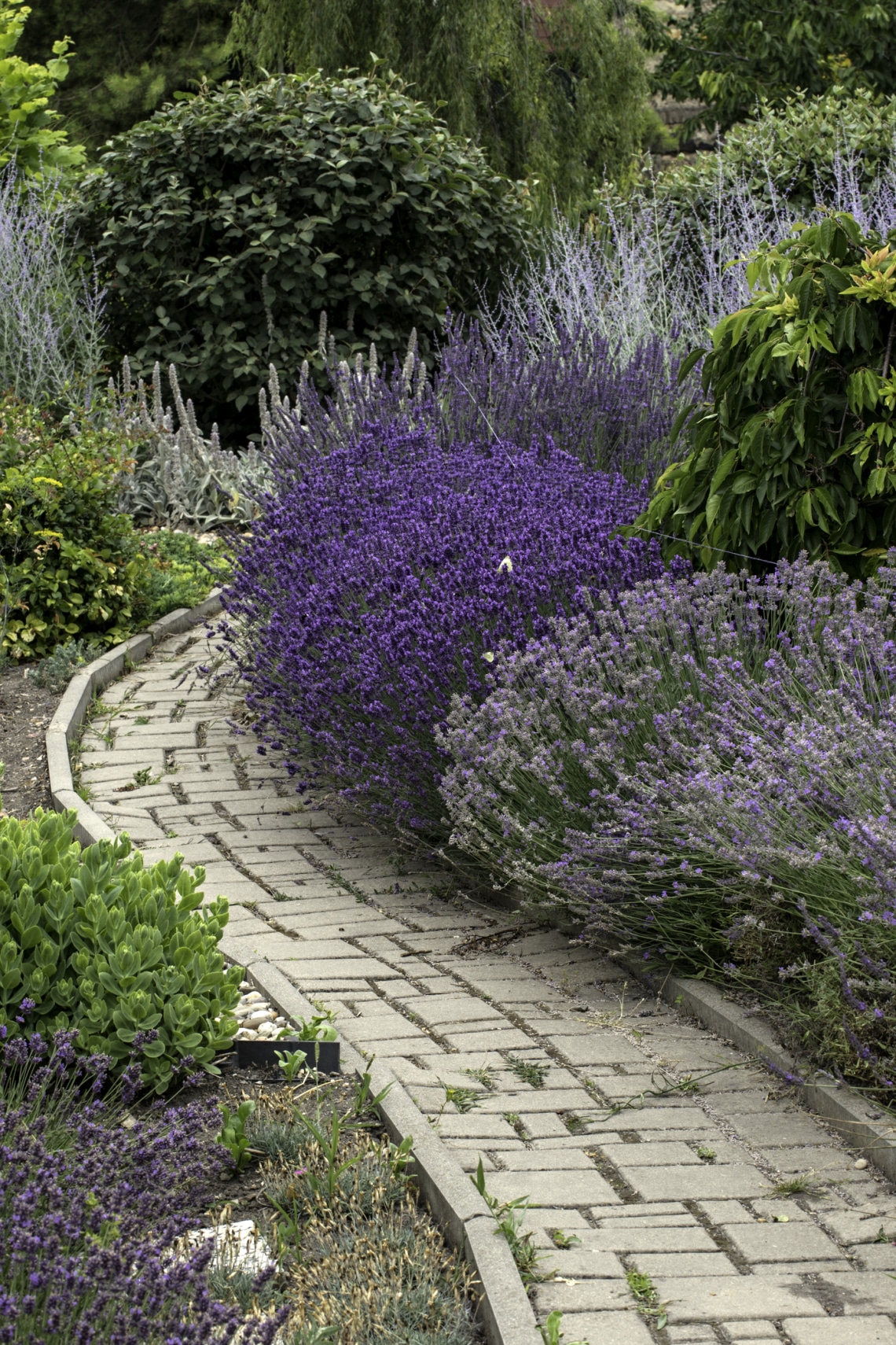 Ellenálló növények választása