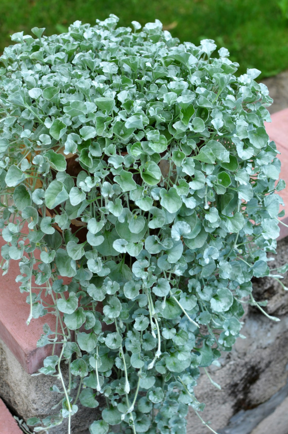 Ezüstös pázsitszulák (Dichondra argentea 'Silver Falls’)
