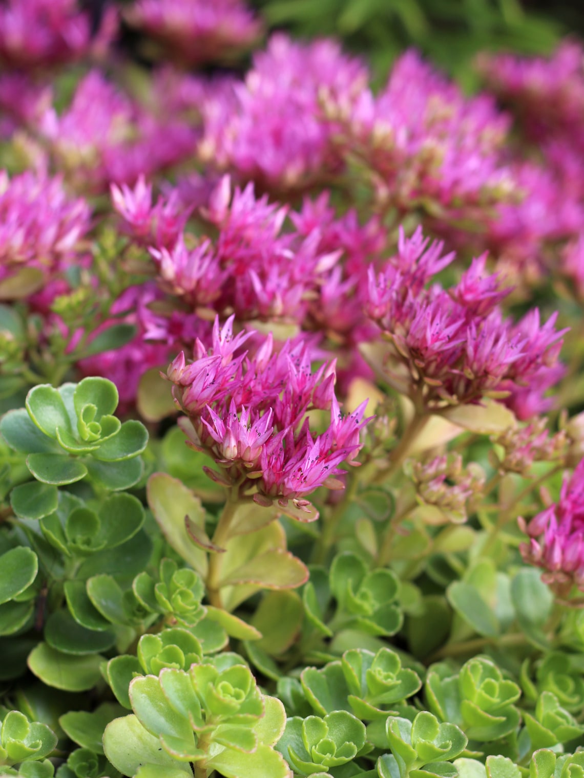 Varjúháj (Sedum anglicum)