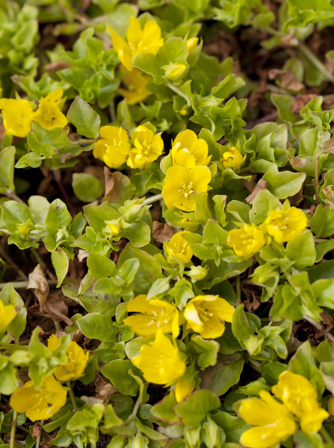 Pénzlevelű lizinka (Lysimachia nummilaria)