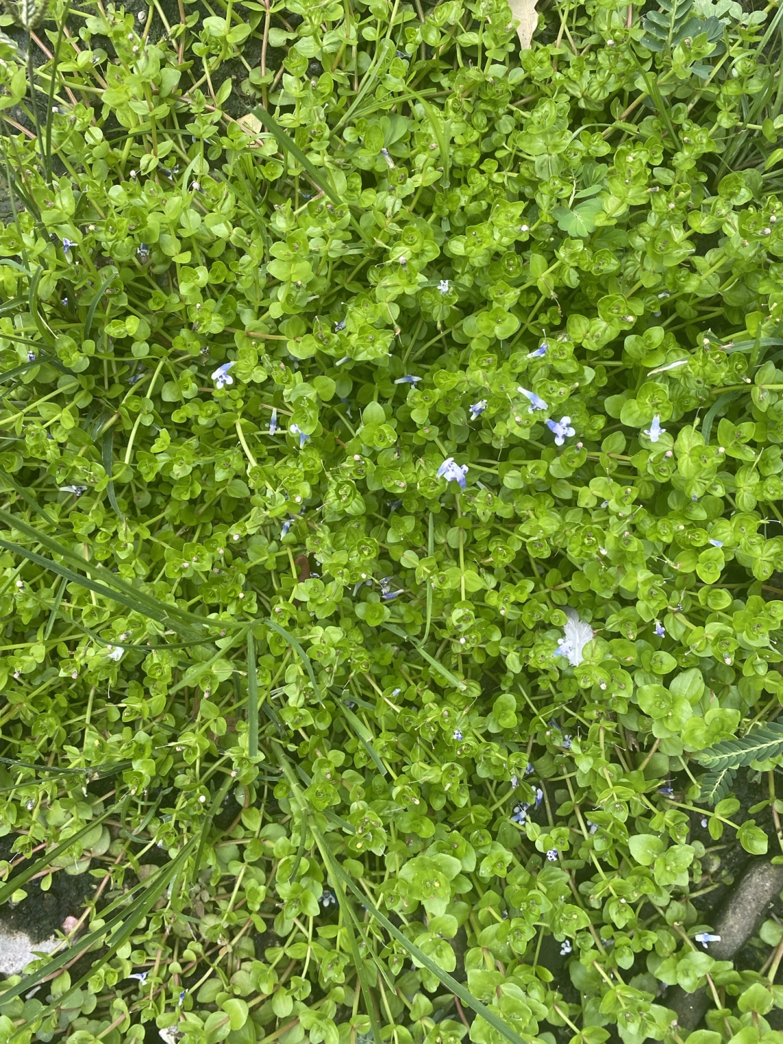 Korzikai menta (Mentha requienii)