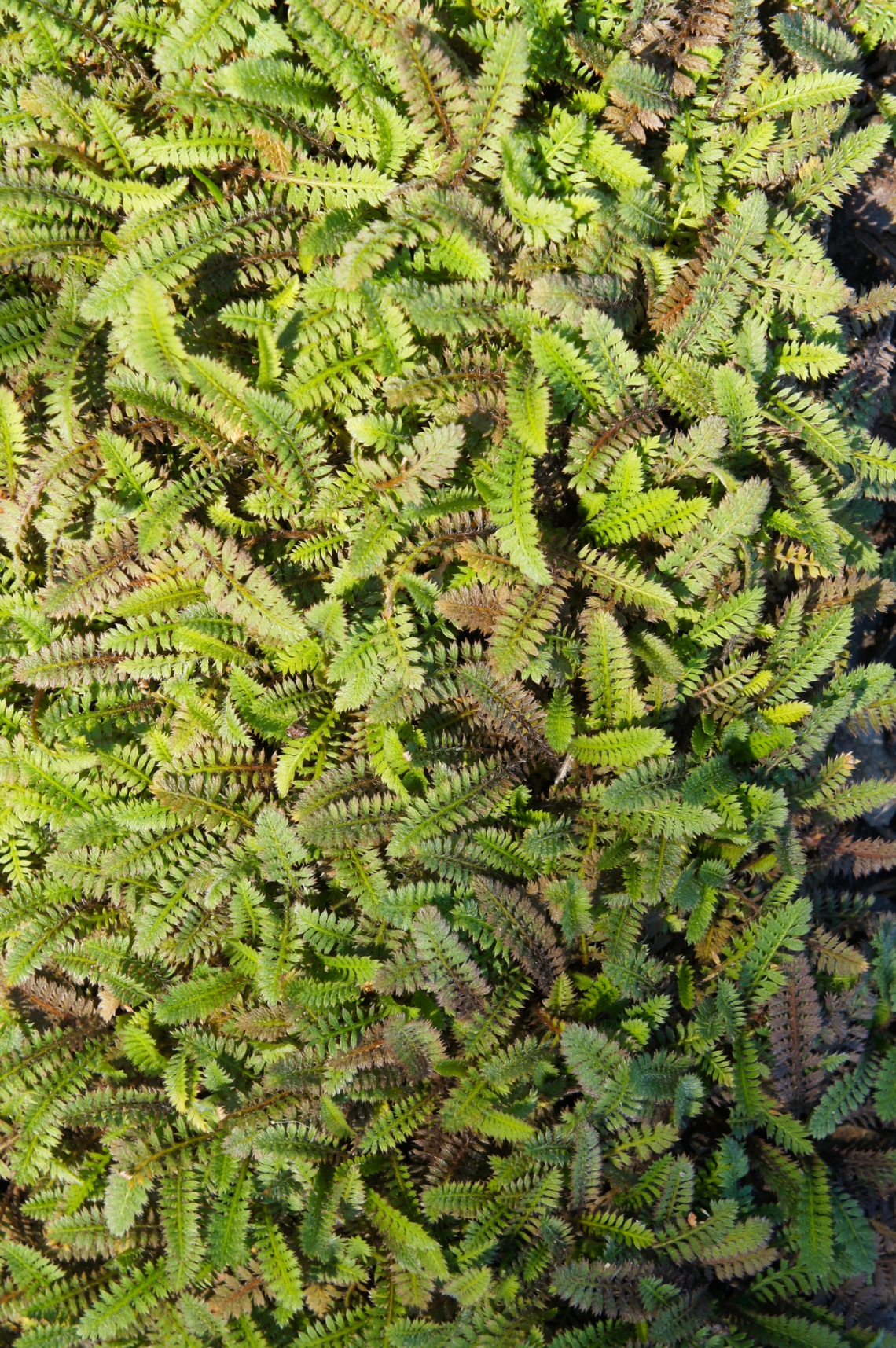Barna lúgvirág (Leptinella squalida ‘Platt’s Black)