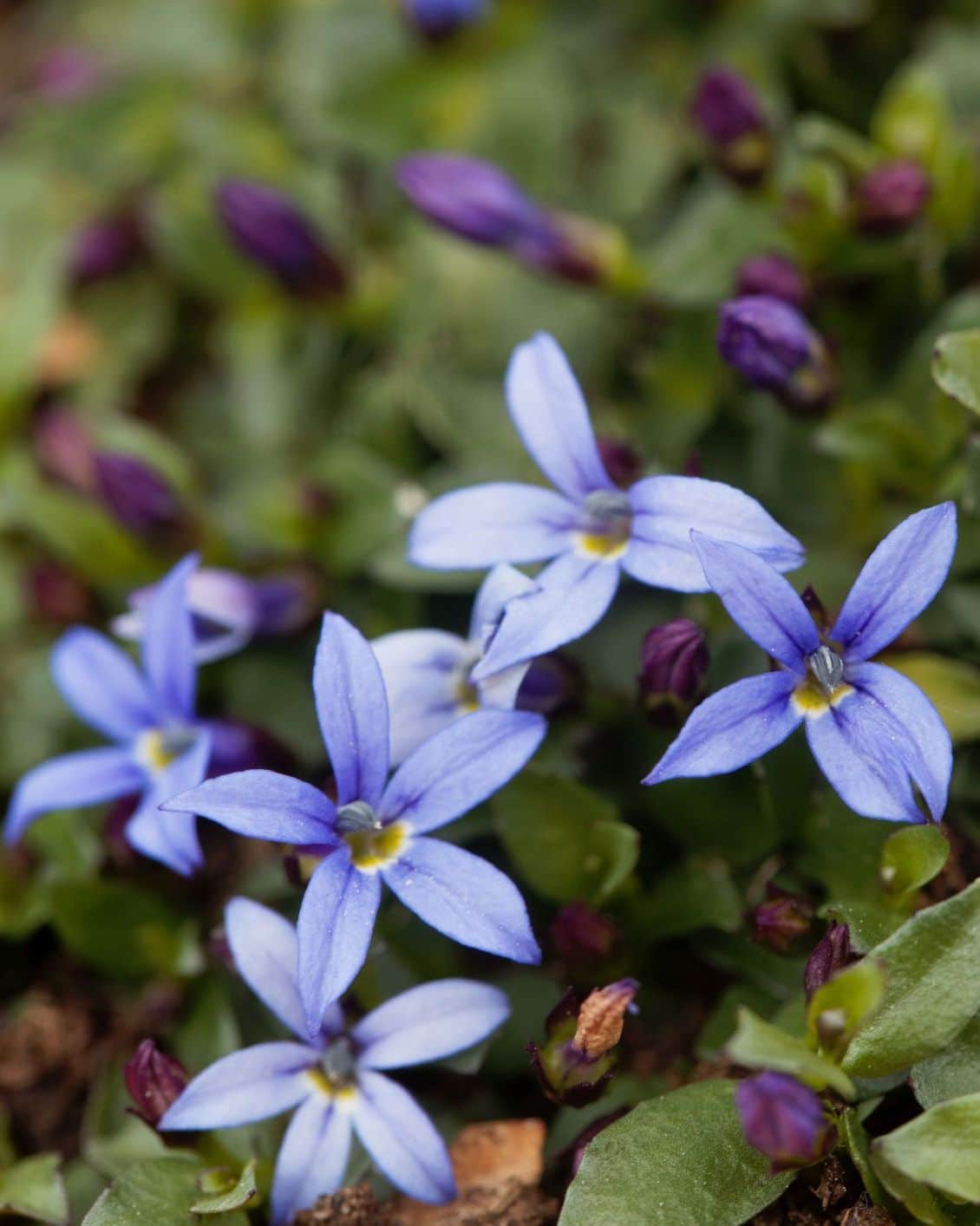 Kék párnafű (Isotoma fluviatilis)