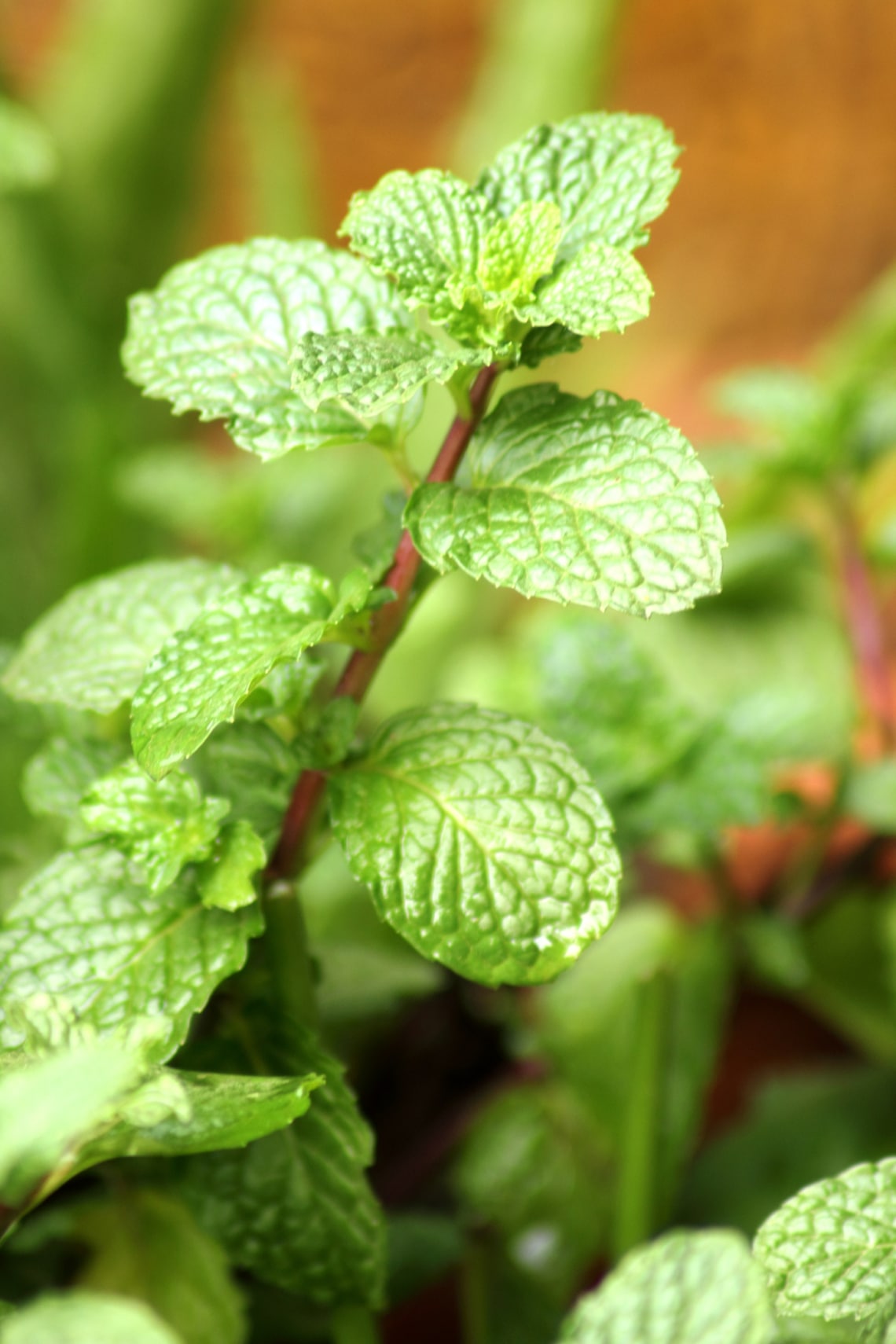 Menta