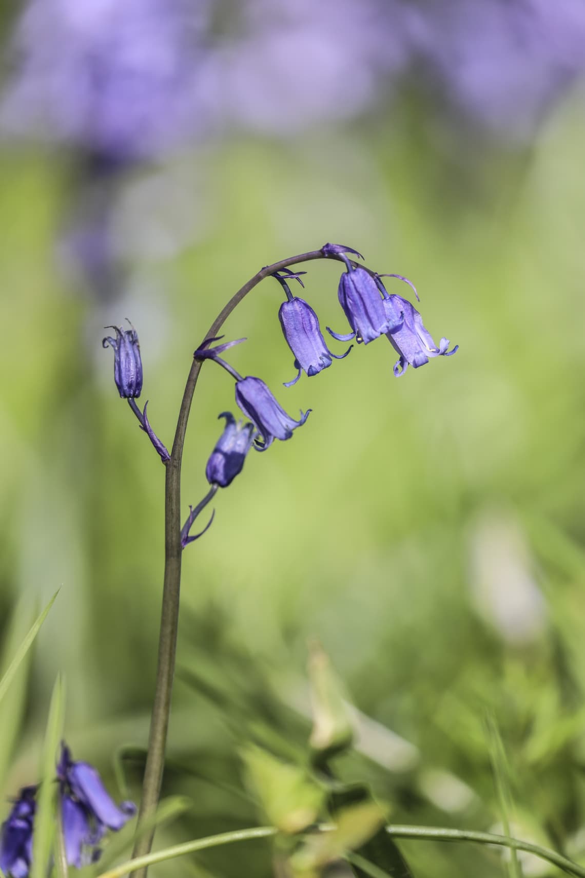 Virginiai tüdővirág