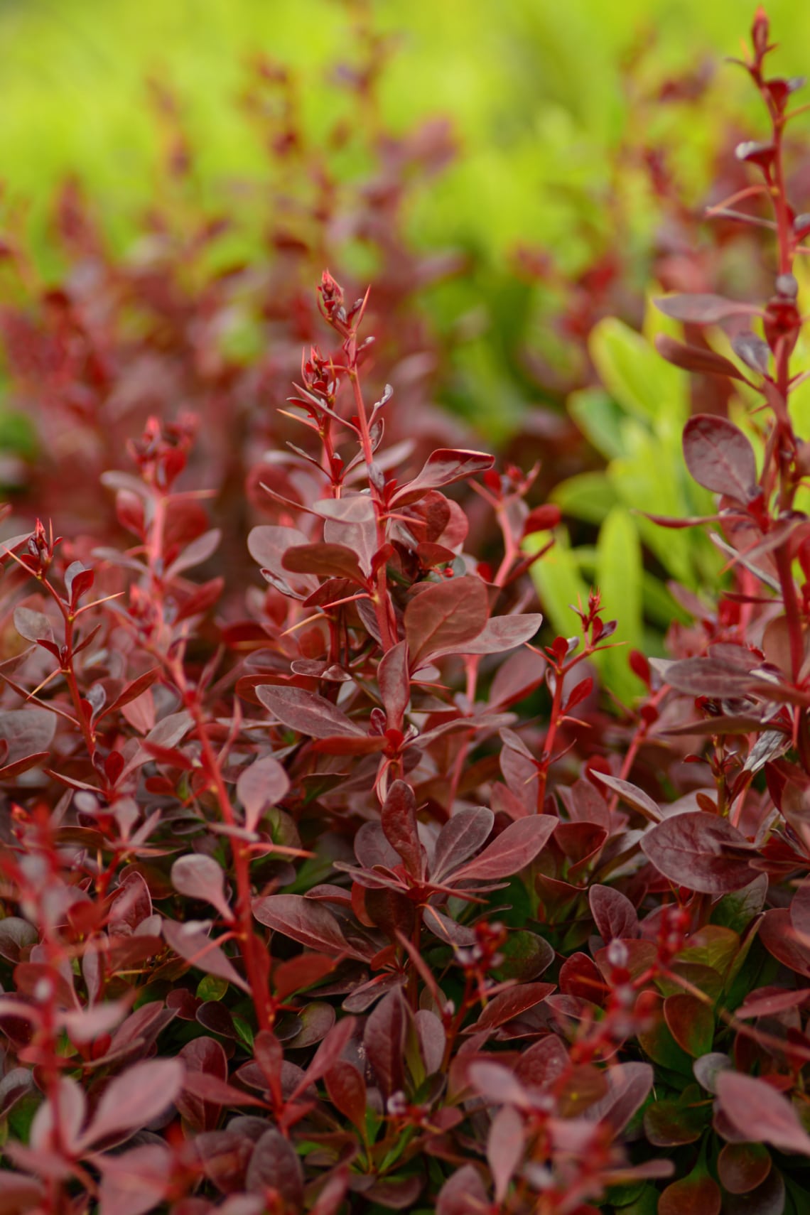 Japán borbolya