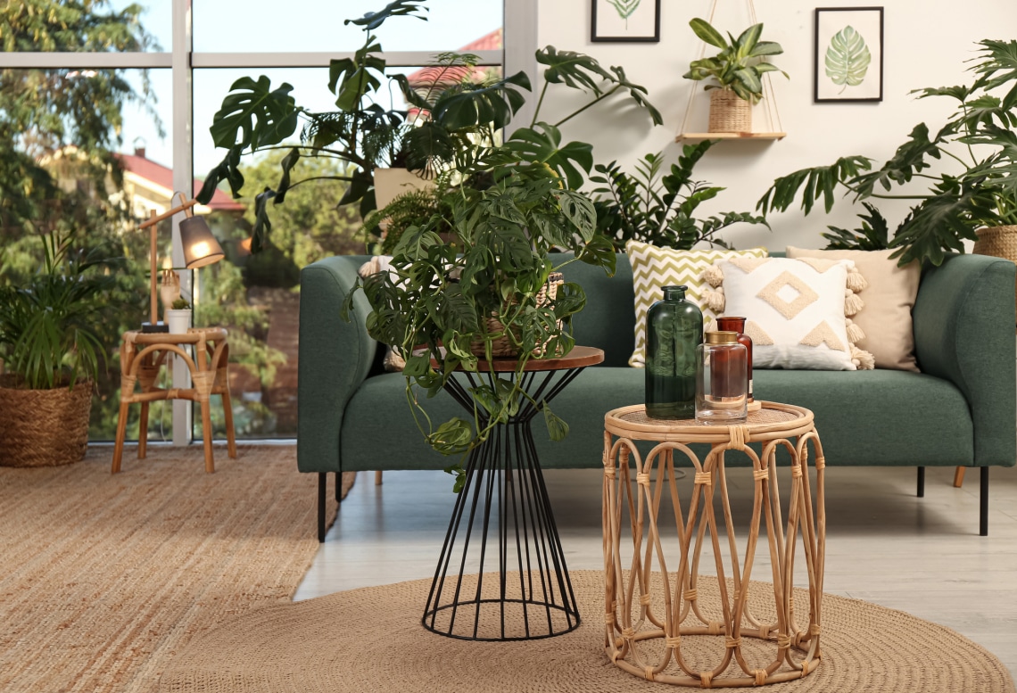 7 növény, amelyek rekordidő alatt dzsungellé változtatja a lakásod