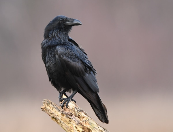 Holló vagy varjú? Így lehet megkülönböztetni a fekete madarakat