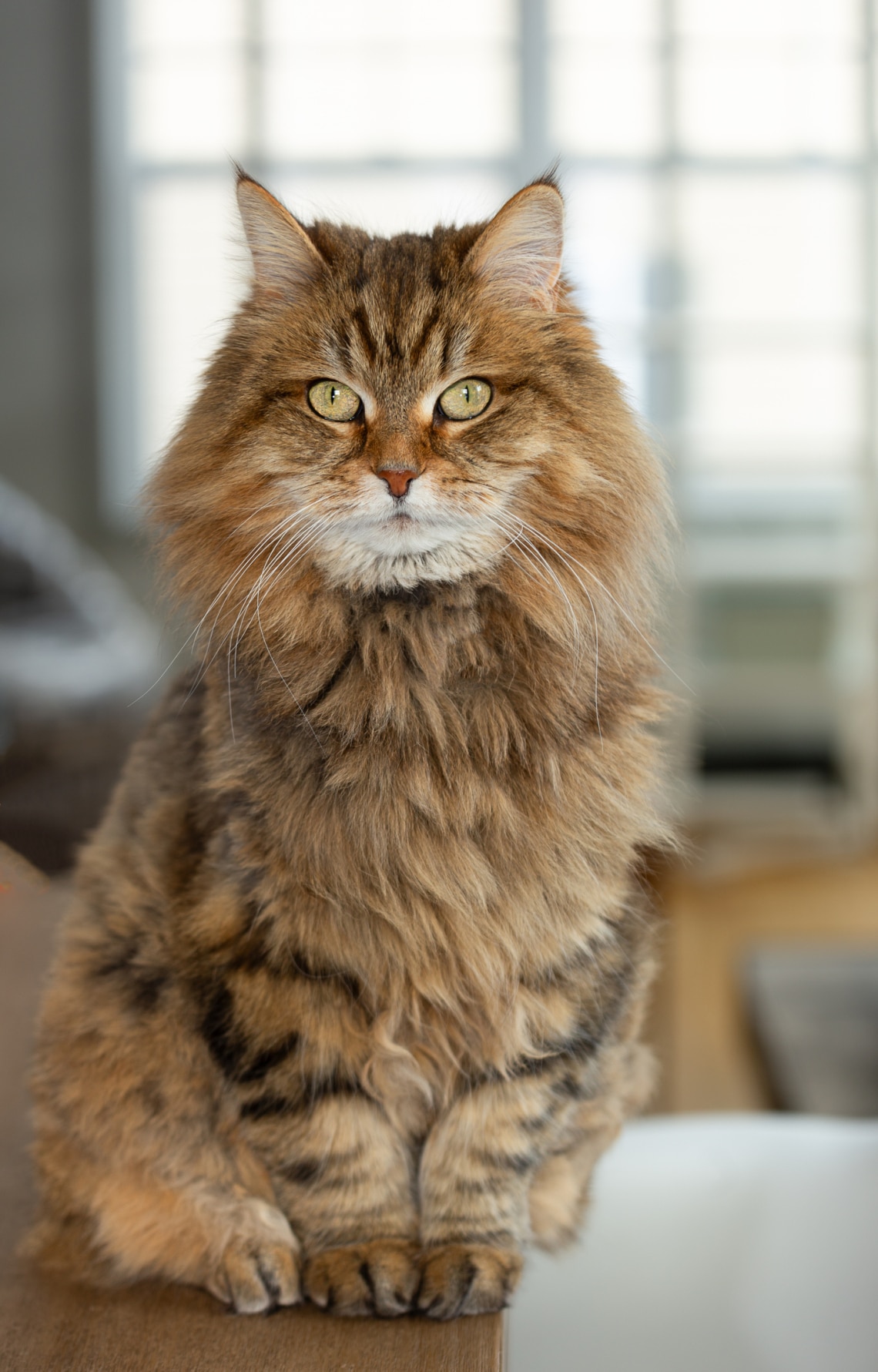 Miaú