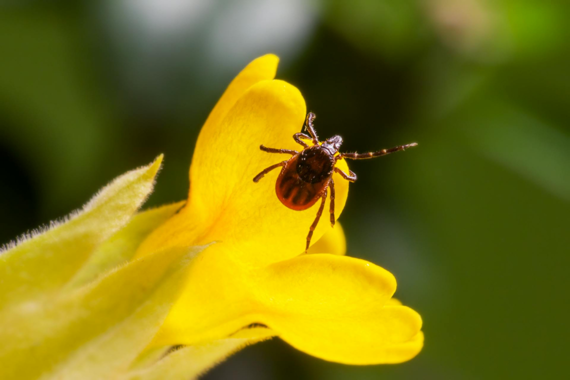 Hogyan ismerhetjük fel, ha Lyme-kórban szenvedünk?