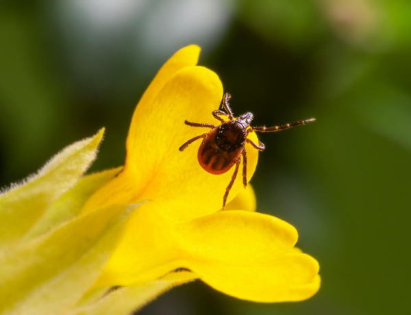 Hogyan ismerhetjük fel, ha Lyme-kórban szenvedünk?