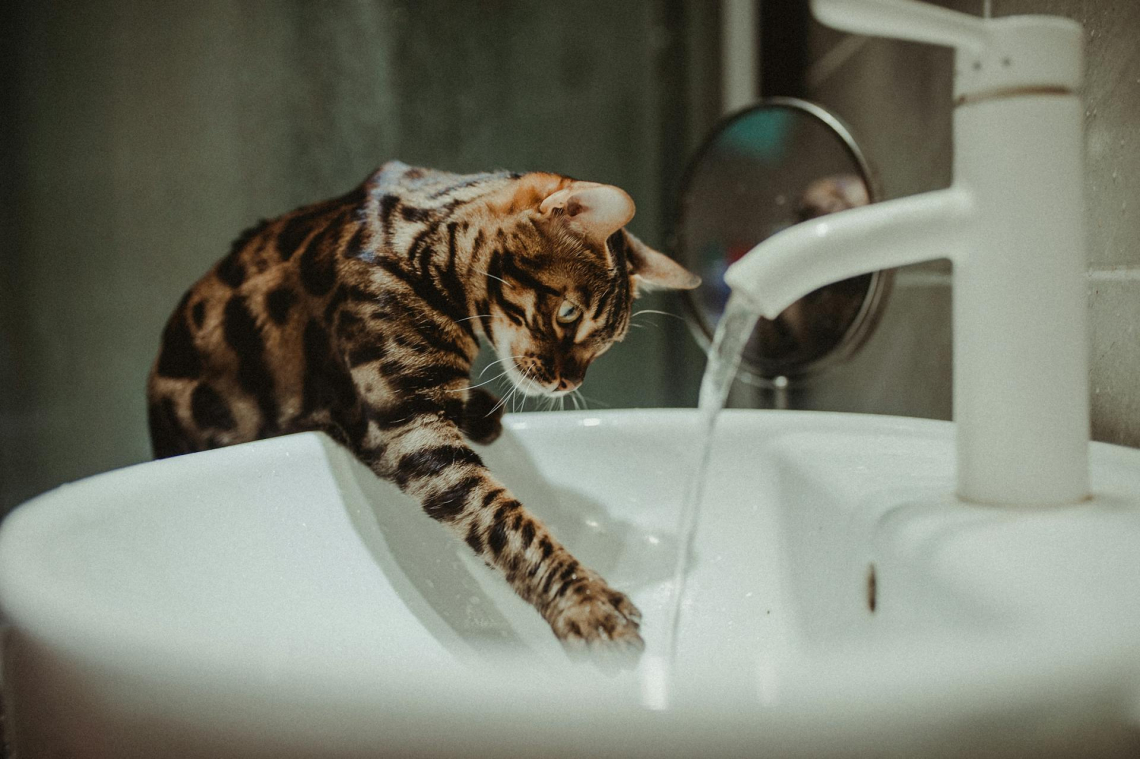 Miért mennek utánad a macskák a fürdőszobába?
