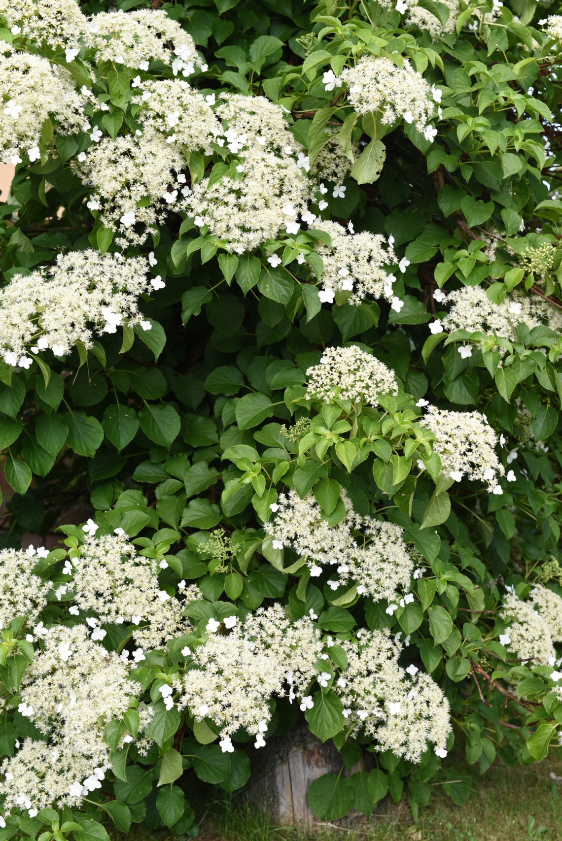 Kúszó hortenzia (Hydrangea petiolaris)