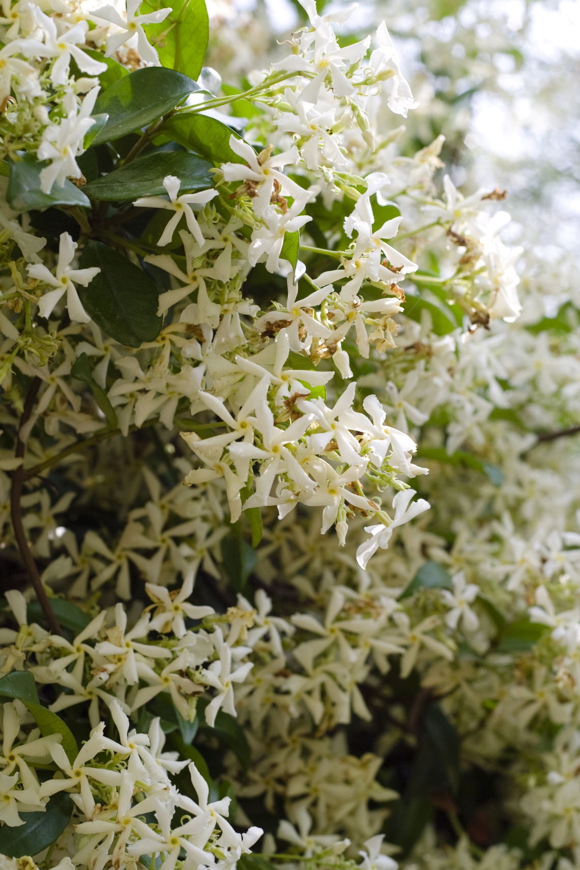 Csillagjázmin (Trachelospermum jasminoides)