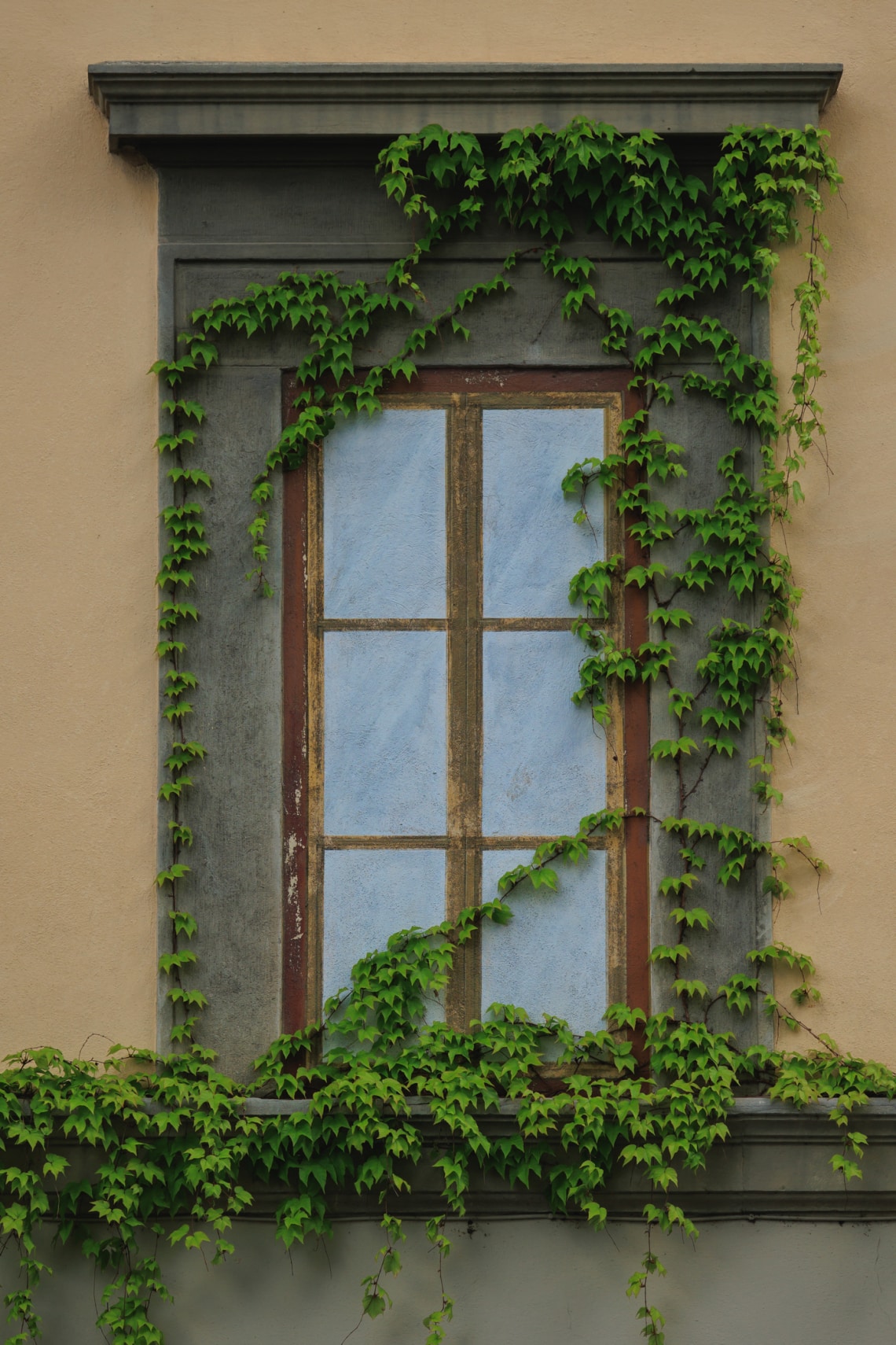 Közönséges borostyán (Hedera helix)
