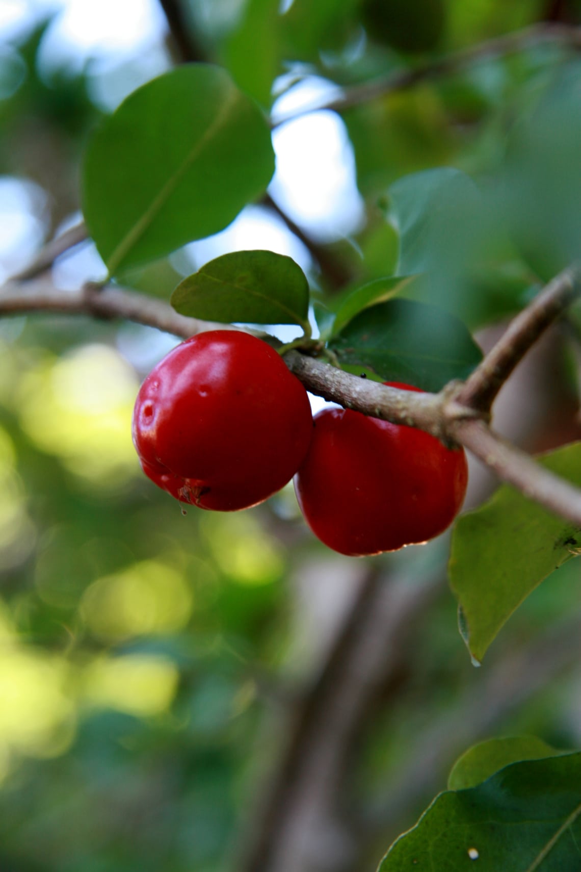 Barbadosi cseresznye