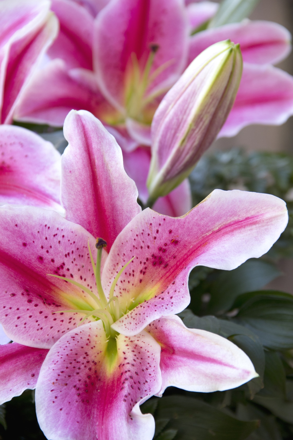 Stargazer liliom (Lilium orientalis 'Stargazer')