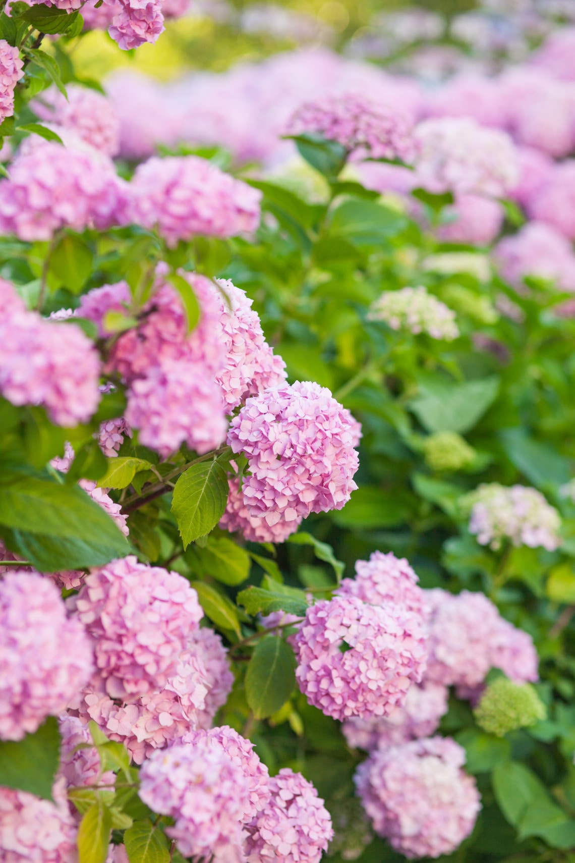 Hortenzia (Hydrangea)