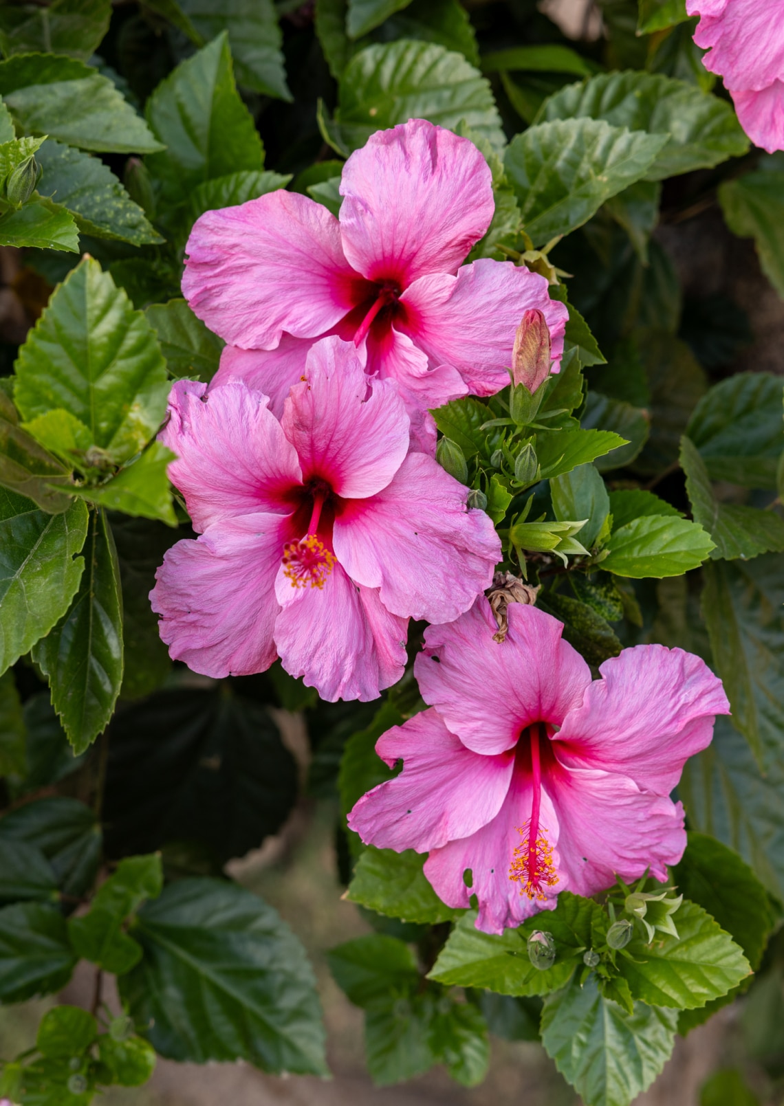 Hibiszkusz (Hibiscus)