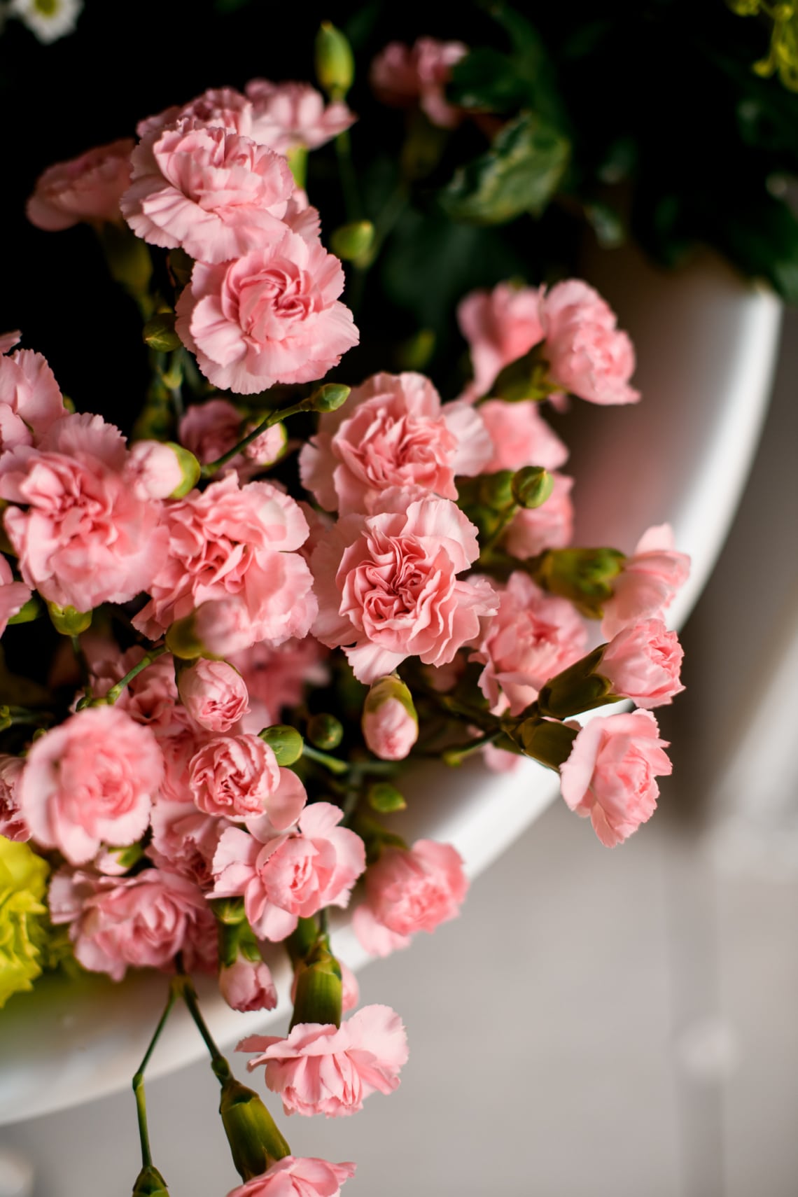 Kerti szegfű (Dianthus caryophyllus)