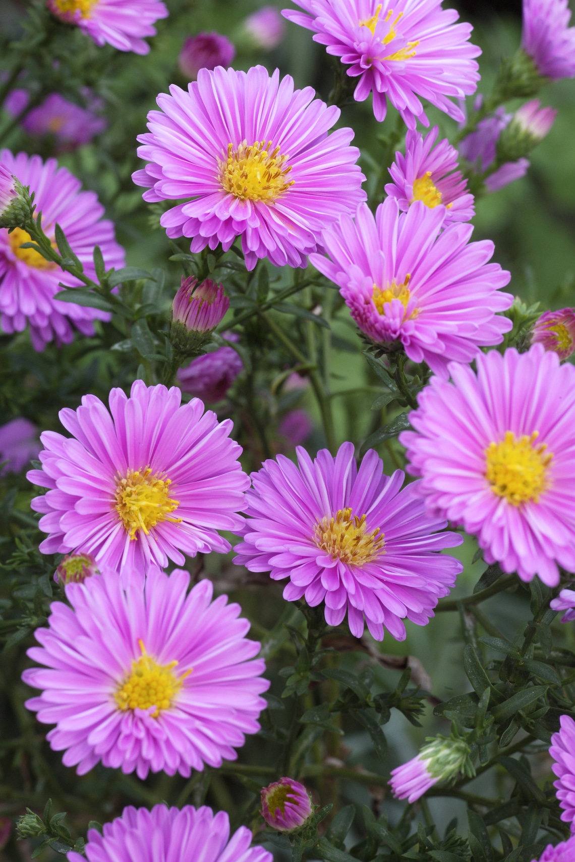 Évelő őszirózsa (Aster)