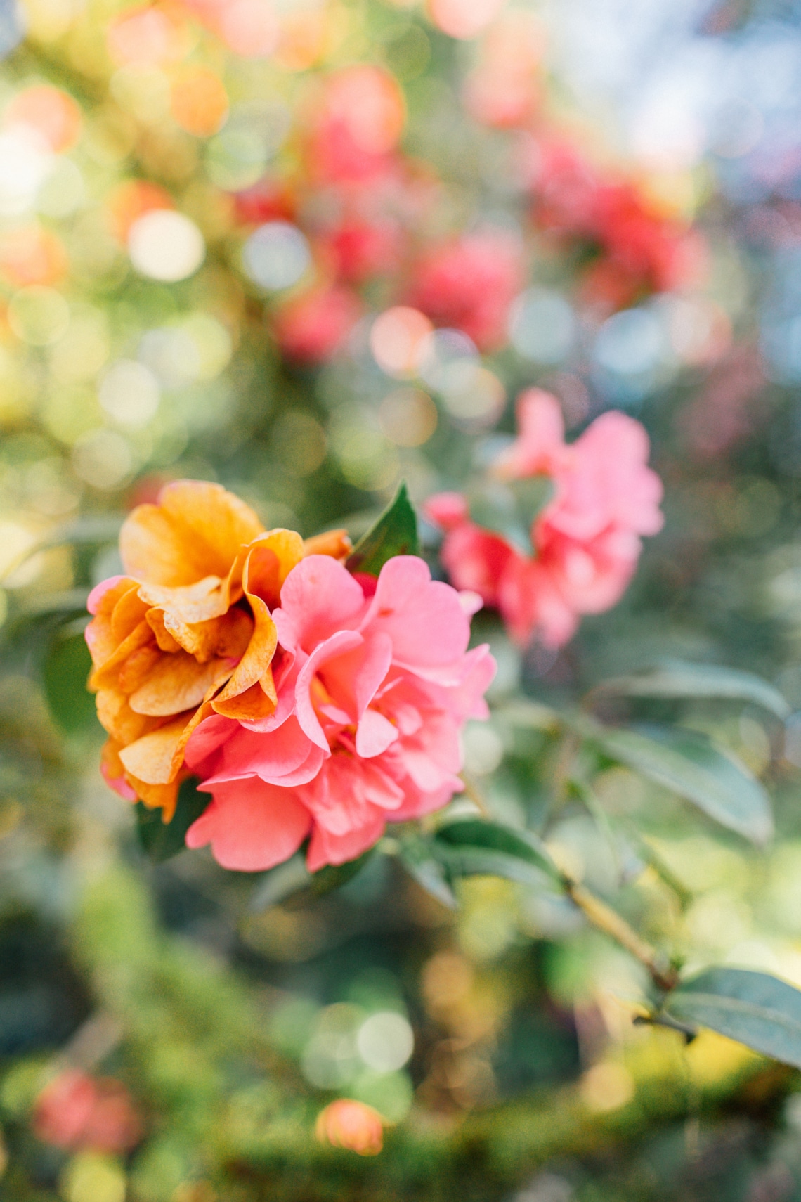 Kamélia (Camellia spp.)