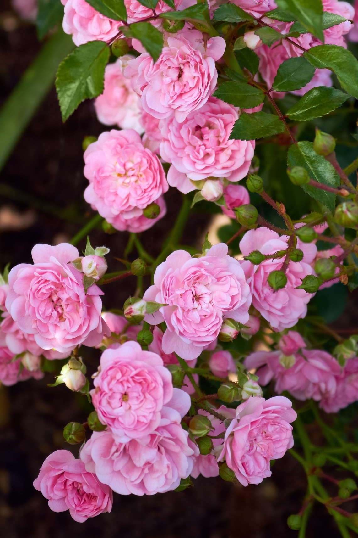 Polyantha rózsa