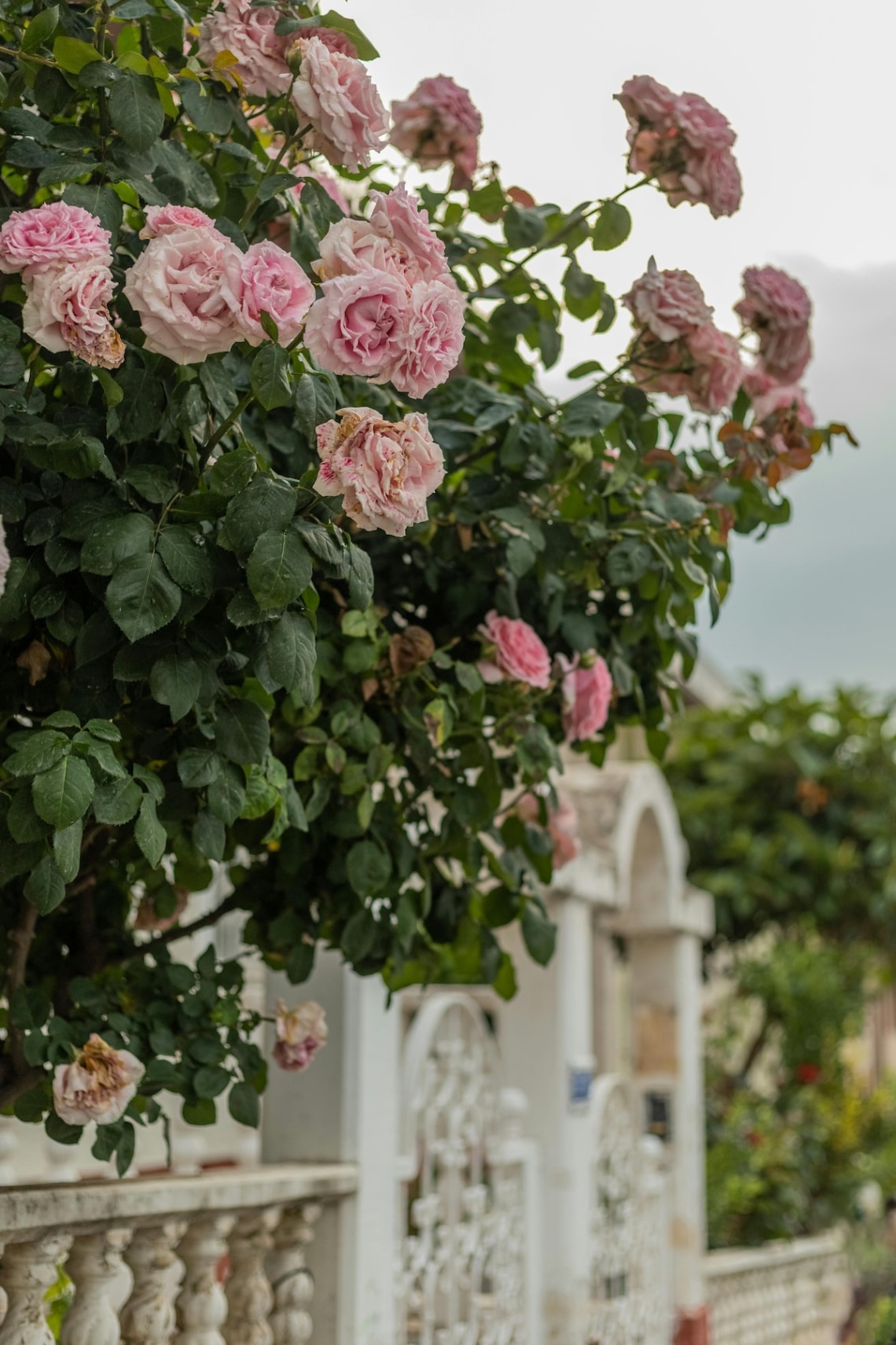 Grandiflora rózsa