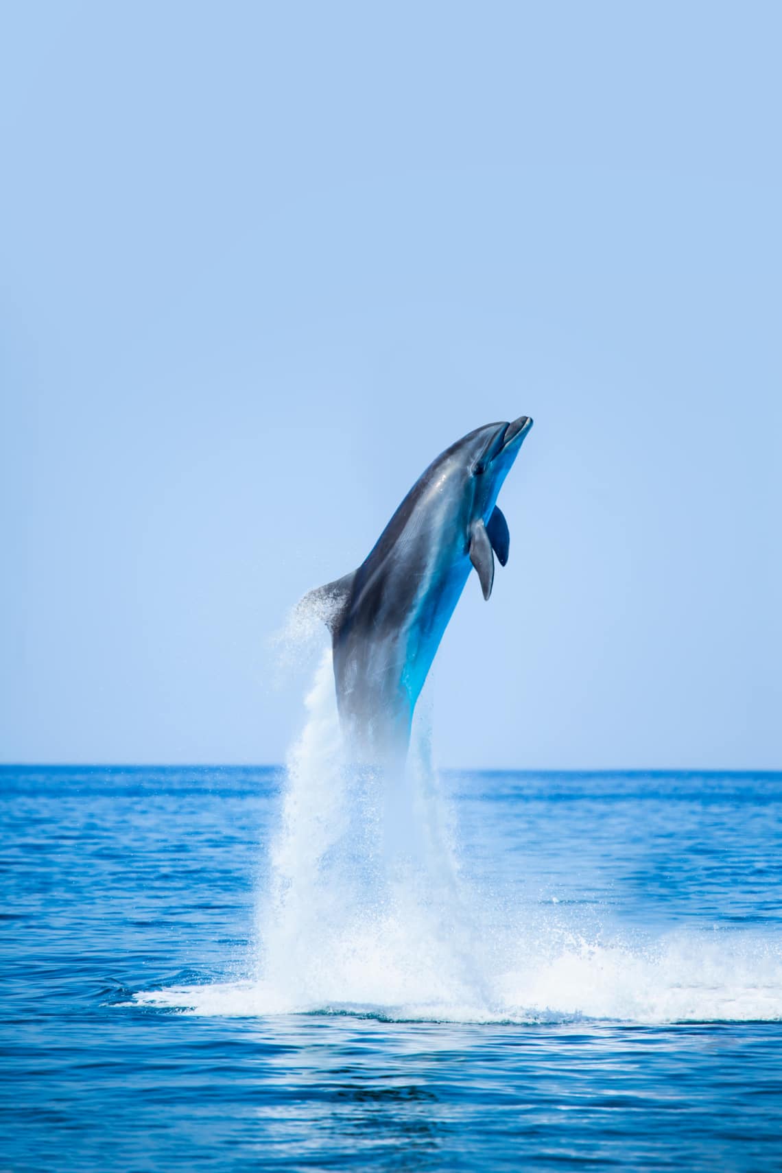 Delfin