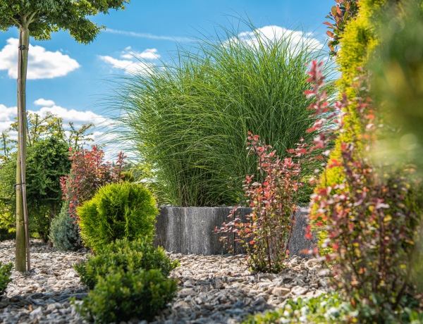 10 gyönyörű díszfű, ami a te kertednek is textúrát és színt ad 