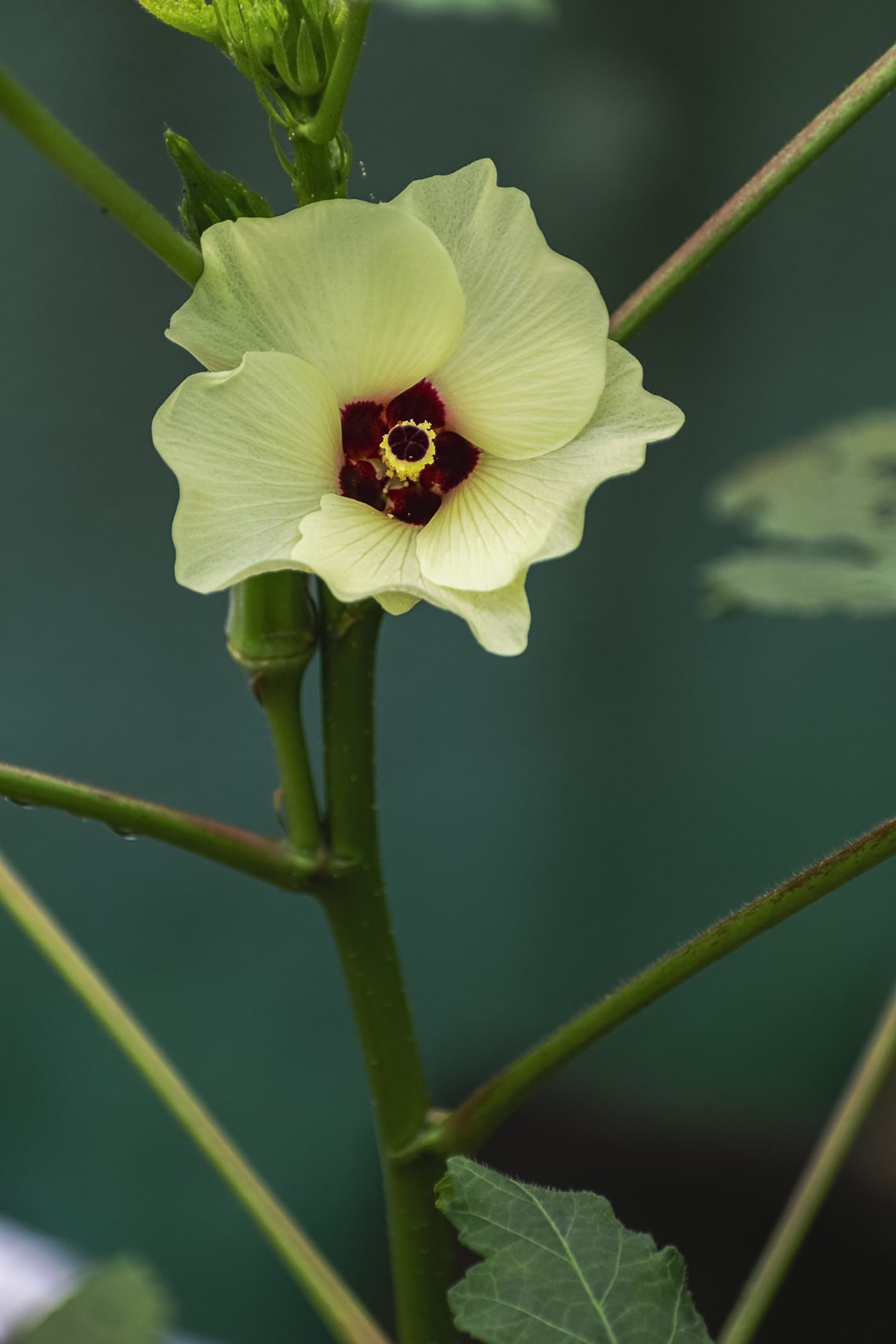 Okra