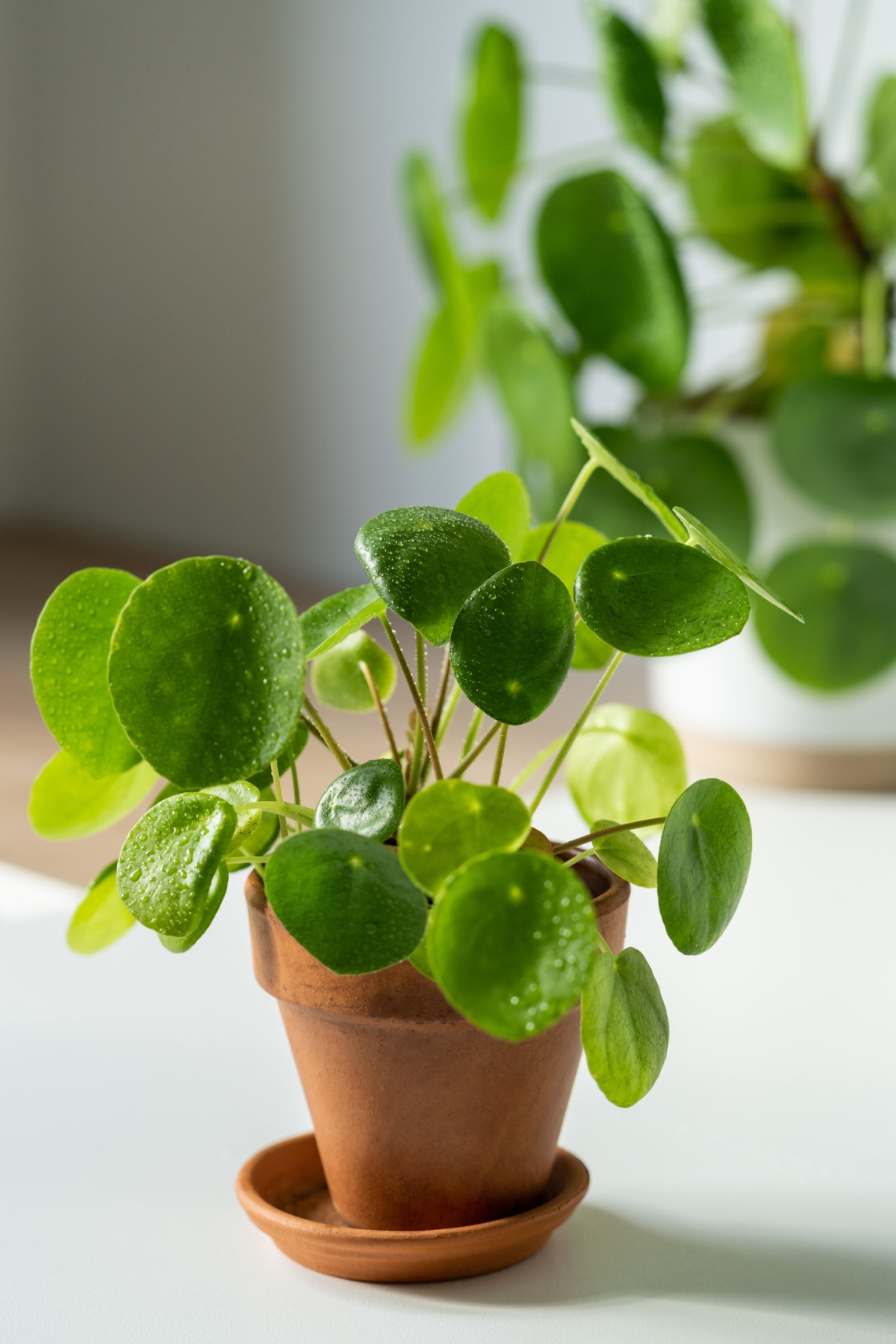 Pénzlevelű pilea