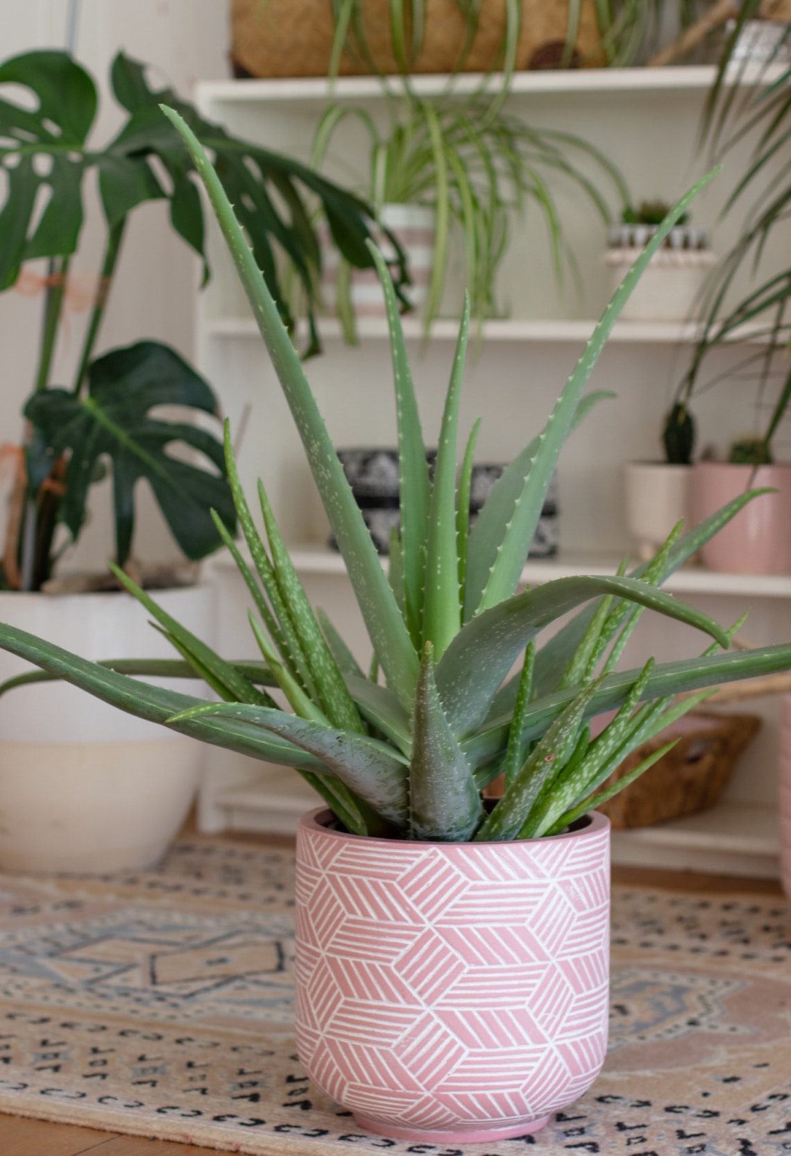 Aloe vera