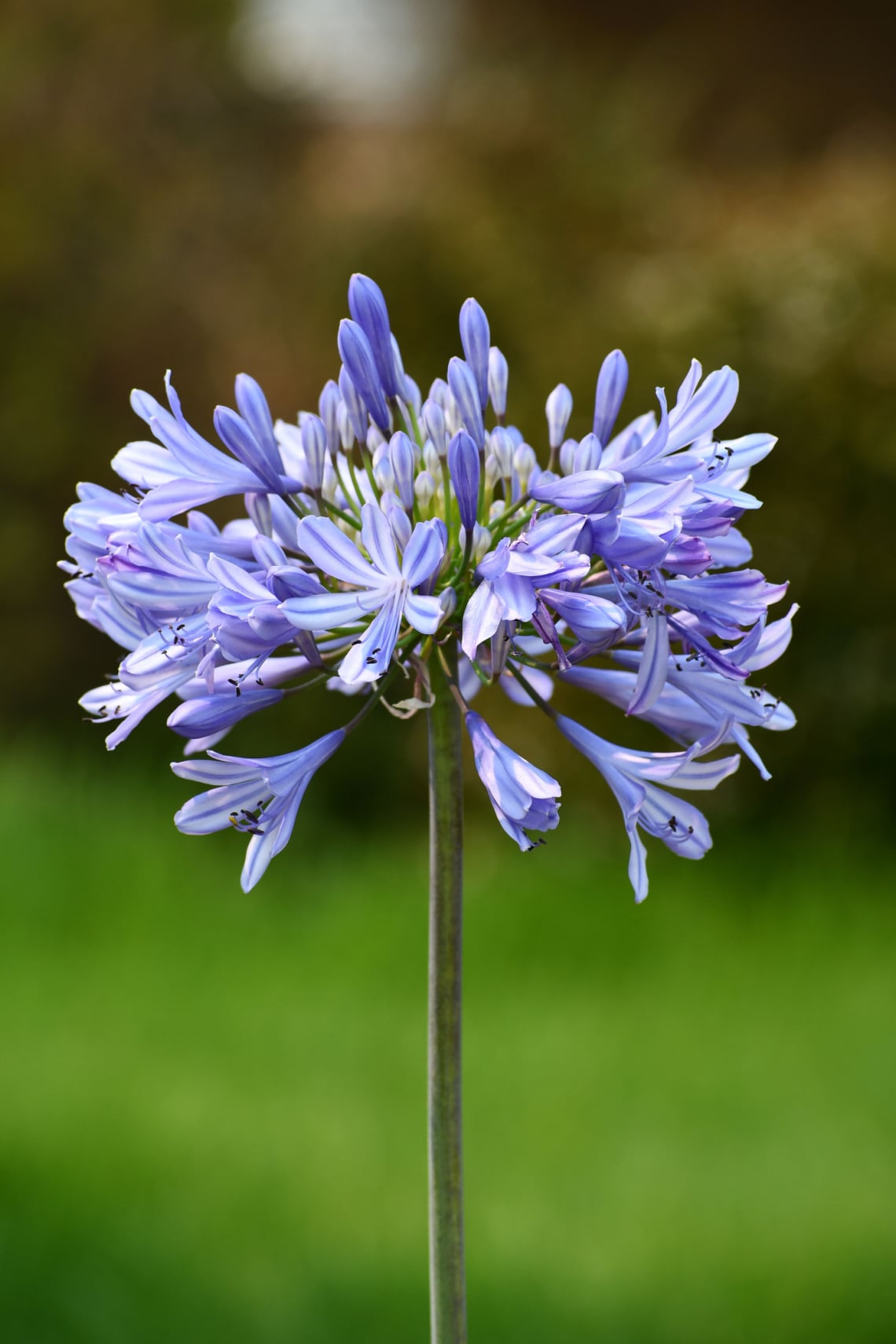Szerelemvirág ‘Ever Amethyst’