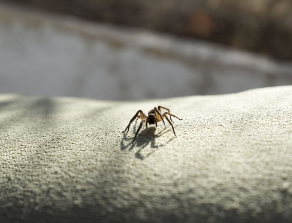 Vigyázz: hat ezt teszed, az otthonodba vonzhatod a pókokat