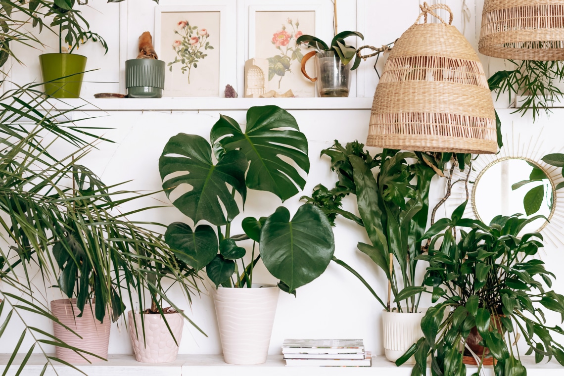 Ezek a legjobb szobanövények az otthonodba a Feng Shui szerint 