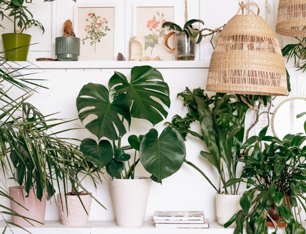 Ezek a legjobb szobanövények az otthonodba a Feng Shui szerint 