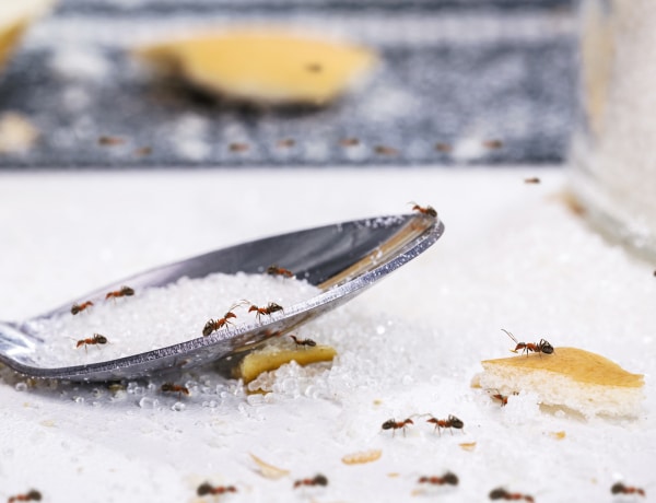Így szabadulj meg a hangyáktól erős vegyszerek nélkül