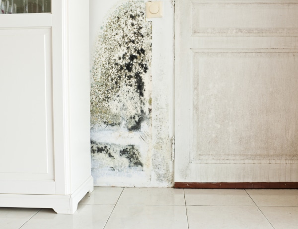 5 meglepő jele is lehet, ha penészesedik az otthonod, és amit tehetsz ellene