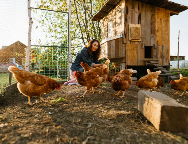 A tyúkól is lehet mutatós! 8 tündéri ól ötlet, ha belevágnál a háztáji tyúktartásba 