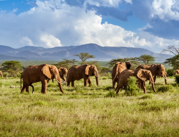 4 dolog, ami azt bizonyítja, hogy az elefántok okosabbak, mint hitted