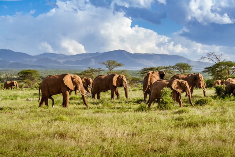 4 dolog, ami azt bizonyítja, hogy az elefántok okosabbak, mint hitted